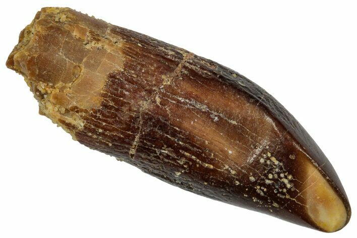 Fossil Sauropod Dinosaur (Titanosaur) Tooth - Morocco #332488